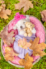 Tiny Bichon Frise puppy wrapped like a baby sleeps inside basket on grass and hugs toy bear. Top down view