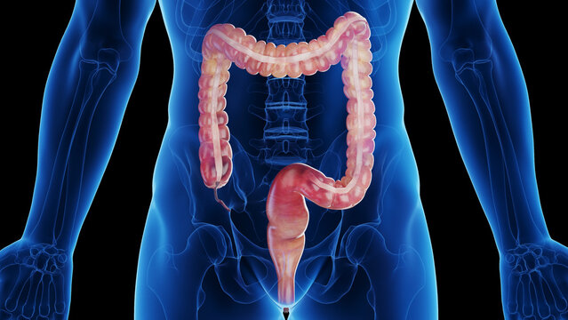 3d rendered medical illustration of a man's large intestine