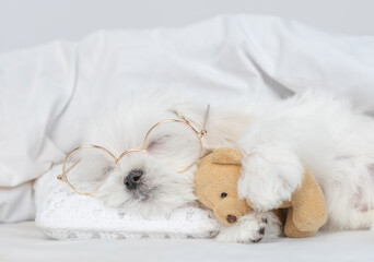 Funny White Lapdog puppy wearing eyeglasses sleeps under white blanket on a bed at home and hugs favorite toy bear