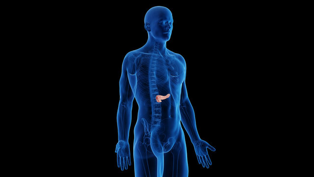 3d rendered medical illustration of the pancreas of a healthy male