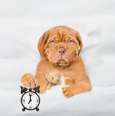 Unhappy Mastiff puppy hugs toy bear and holds alarm clock under white blanket at home. Top down view