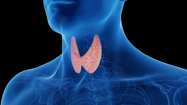 3d rendered medical illustration of a man's thyroid gland