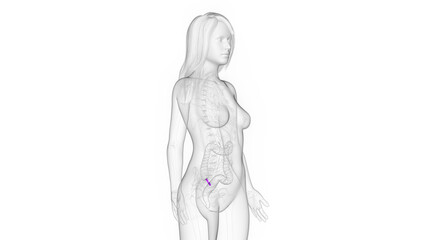 Fototapeta na wymiar 3d rendered medical illustration of a woman's appendix.