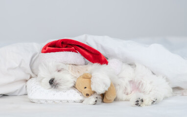 Cute Lapdog puppy wearing red santa hat sleeps and hugs toy bear under white blanket at home