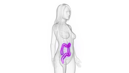 3d rendered medical illustration of a woman's colon