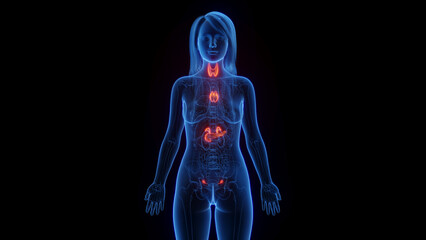 3d rendered medical illustration of a woman's endocrine system - 550341042