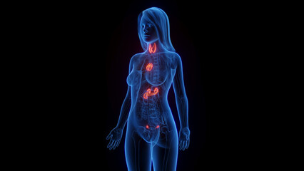 3d rendered medical illustration of a woman's endocrine system