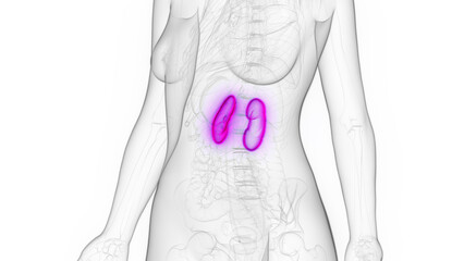 3d rendered medical illustration of a woman's kidney