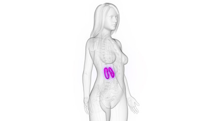 3d rendered medical illustration of a woman's kidney