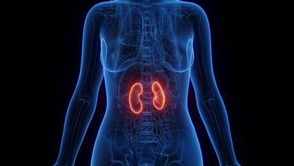 3d rendered medical illustration of a woman's kidney
