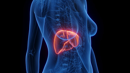 3d rendered medical illustration of a woman's liver