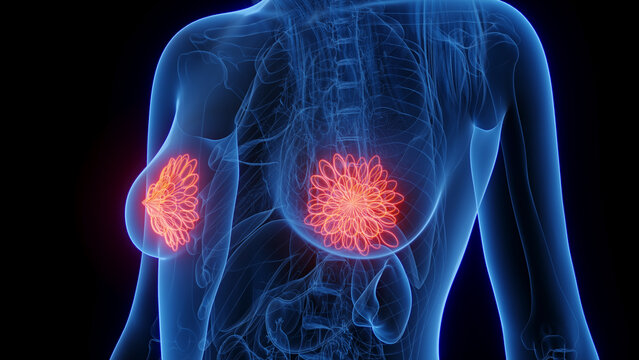 3d rendered medical illustration of a woman's mammary glands