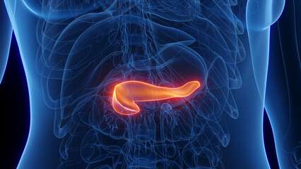 3d rendered medical illustration of a woman's pancreas