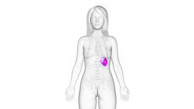 3d rendered medical illustration of a woman's spleen