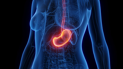3d rendered medical illustration of a woman's stomach and esophagus