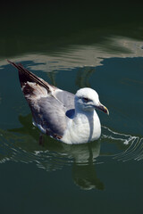 Seagull in a port swimming 