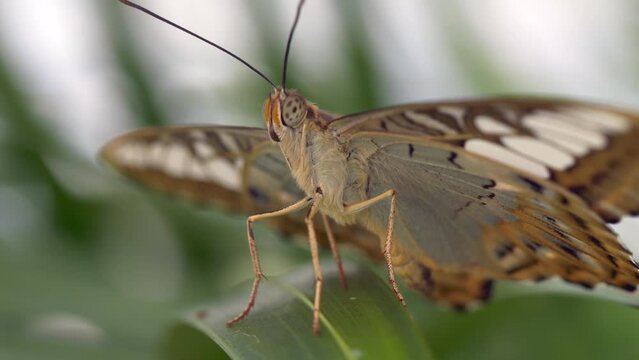 Closeup of a Parthenos sylvia on a green leaf under the sunlight