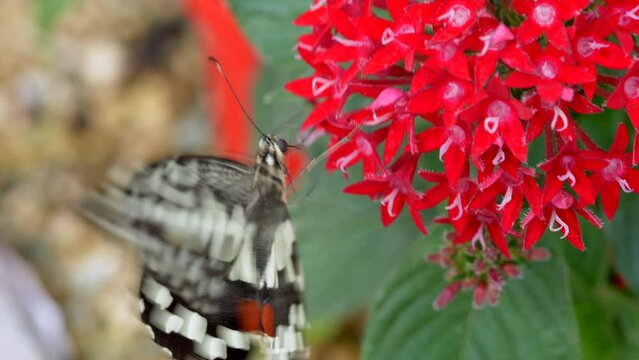 Closeup of a Lime Butterfly on Pentas lanceolata in a field under the sunlight