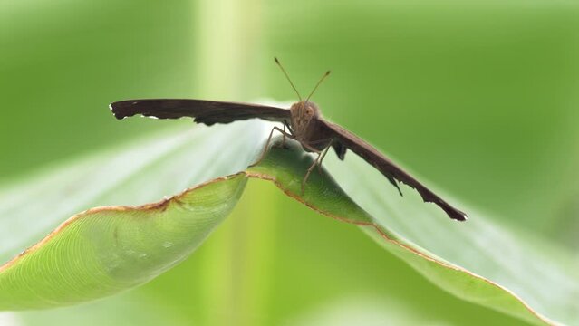 Closeup of a Parthenos sylvia on a green leaf under the sunlight