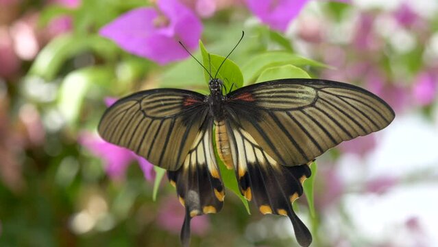 Closeup of a Papilio memnon on flowers in a garden under the sunlight