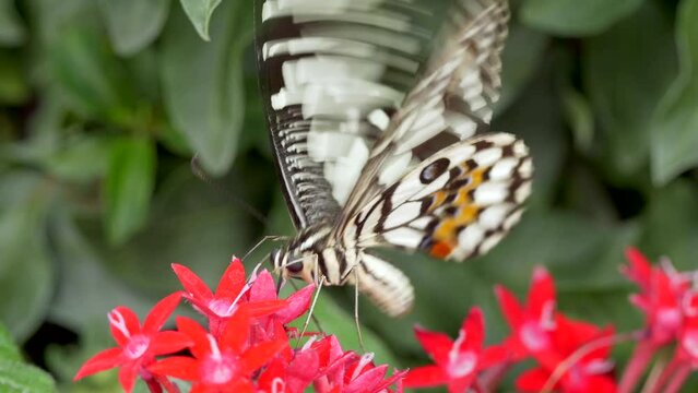 Closeup of a Lime Butterfly on Pentas lanceolata in a field under the sunlight