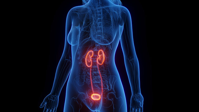 3d rendered medical illustration of a woman's urinary system.