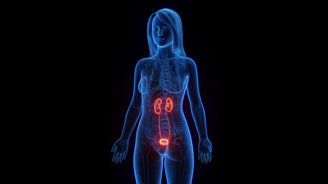 3d rendered medical illustration of a woman's urinary system.