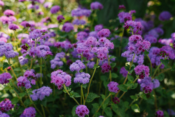 Ageratum flowers in the garden in summer