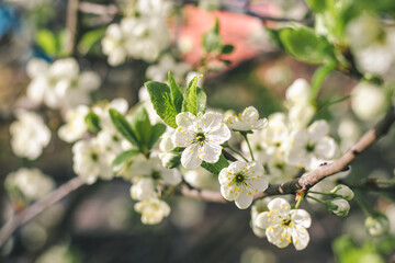 White flowers of plum tree on a bright sunny spring day
