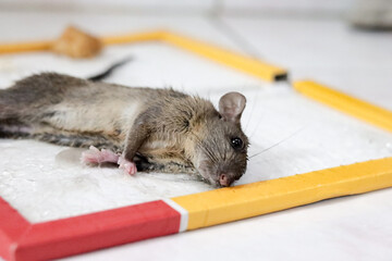 Mouse rat or mice trapped on mousetrap glue. That animal gets stuck on trapper or adhesive sticky glue spread over cardboard. It cannot to escaped. - obrazy, fototapety, plakaty