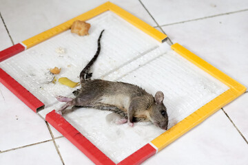 Mouse rat or mice trapped on mousetrap glue. That animal gets stuck on trapper or adhesive sticky...
