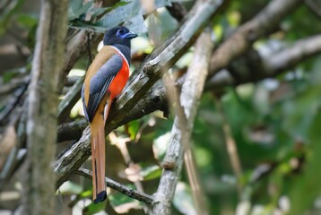 Malabar Trogon male in natural habitat