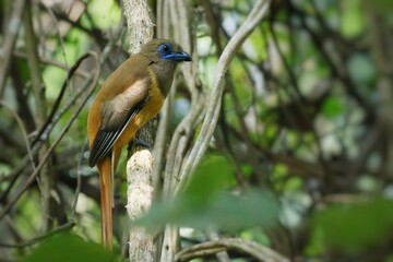 Malabar Trogon male in natural habitat
