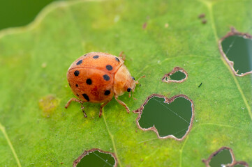 ladybug on green leaf