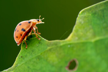 Lady bug on a leaf
