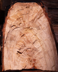 Longitudinal cross-section of an old tree