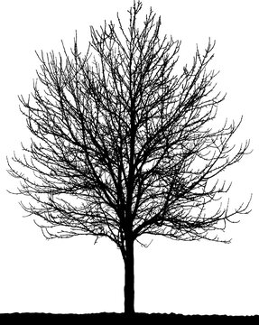 Black vector image of a silhouette of a young tree in winter, isolated on a white background.