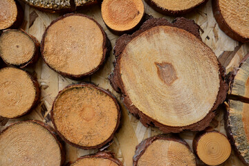 round pine tree stumps isolated on wooden background, close-up