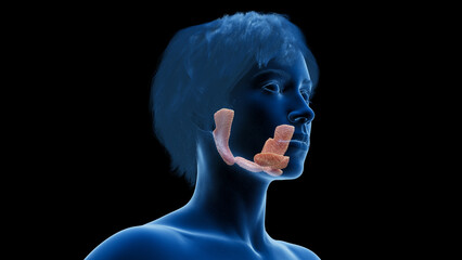 3d rendered medical illustration of a woman's salivary glands - obrazy, fototapety, plakaty