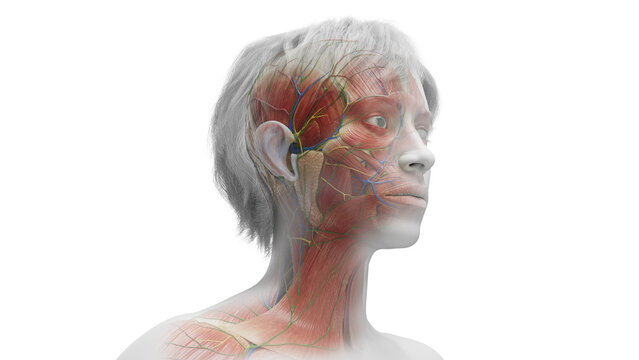 3d rendered medical illustration of a woman's facial muscles.
