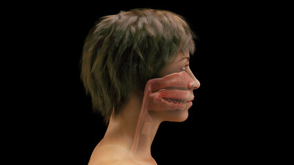 Fototapeta premium 3d rendered medical illustration of a woman's mouth and upper airway.