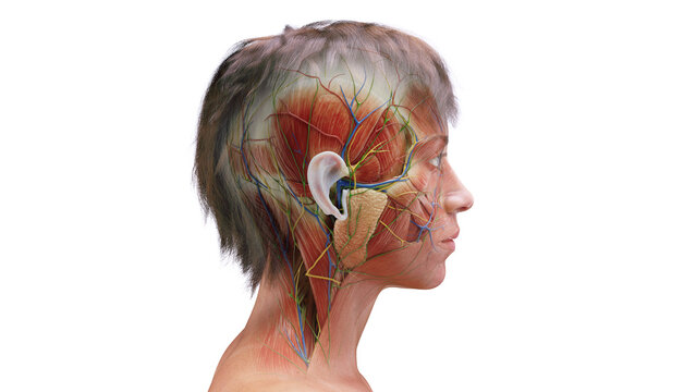 3d rendered medical illustration of muscles of a woman's head