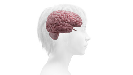3d rendered medical illustration of the brain