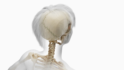 3d rendered medical illustration of bones of the head and neck