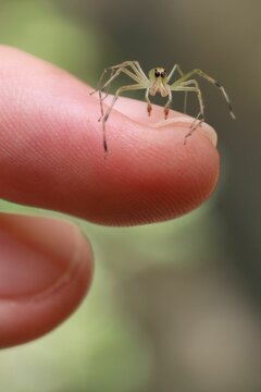 Vertical shot of a Lyssomanes jumping spider standing on the finger of a person