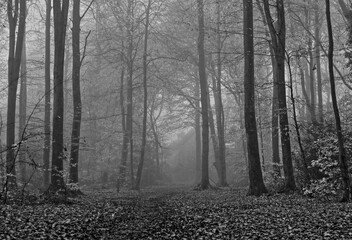 Fototapeta na wymiar Frithwood Woods Foggy Morning Autumn