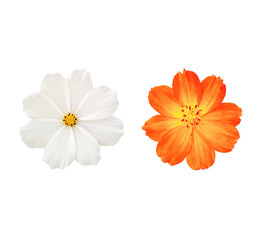 Top view, Two cosmos flower orange and white color flower blossom blooming isolated on white...