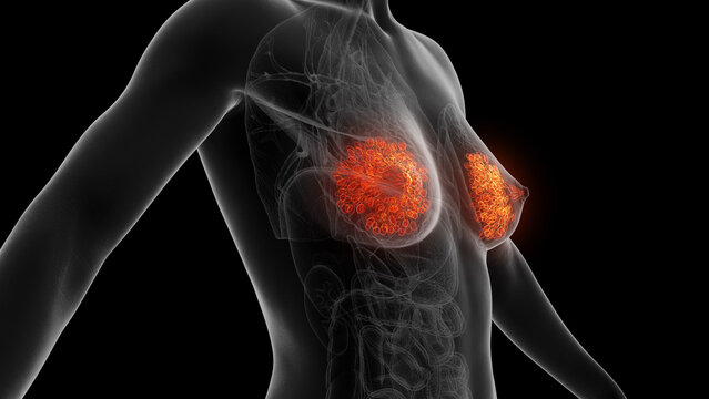 3d rendered medical illustration of mammary glands