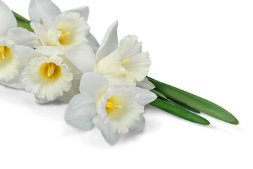 White Narcissus Isolated