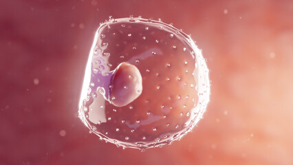 3d rendered medical illustration of an embryo at the first week of gestation - obrazy, fototapety, plakaty